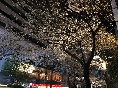 nihonbashi cherry blossoms top.jpg