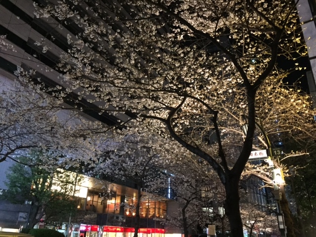 nihonbashi cherry blossoms.JPG