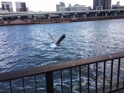 sumida river top.jpg