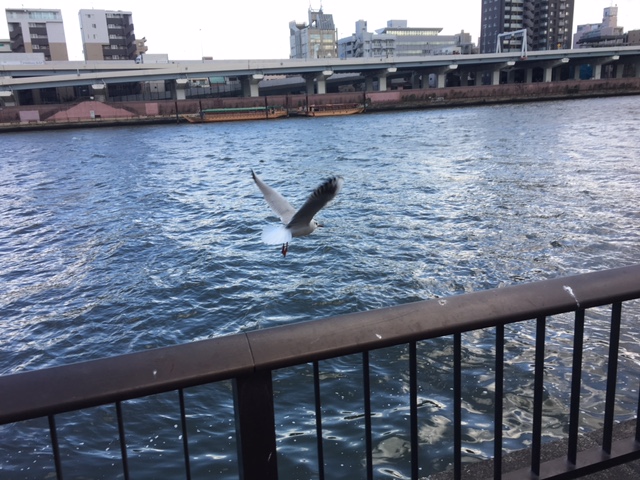 sumida river.JPG